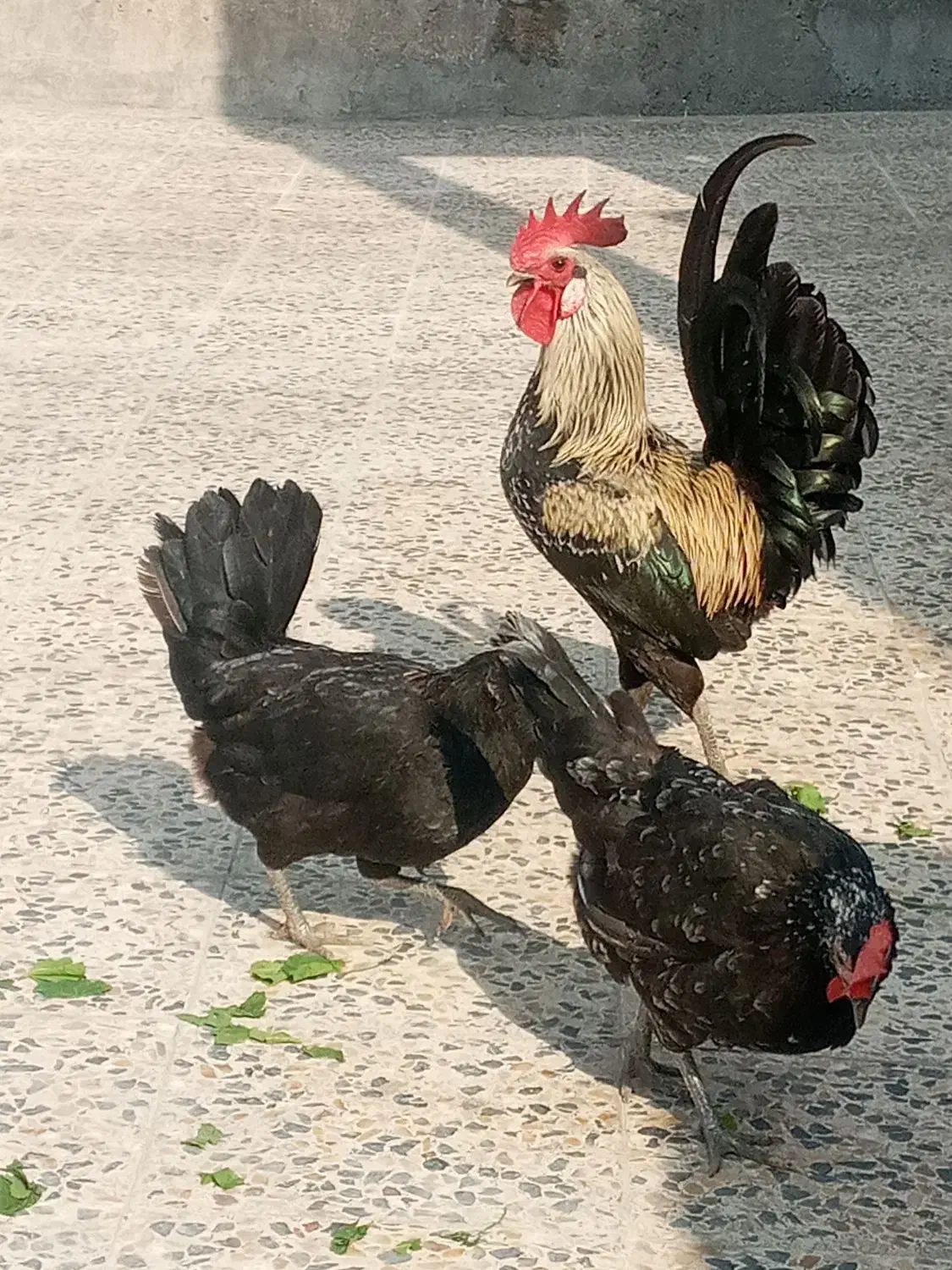 مرغ وخروس محلی اصل کاکی هستم|حیوانات مزرعه|کاکی, |دیوار