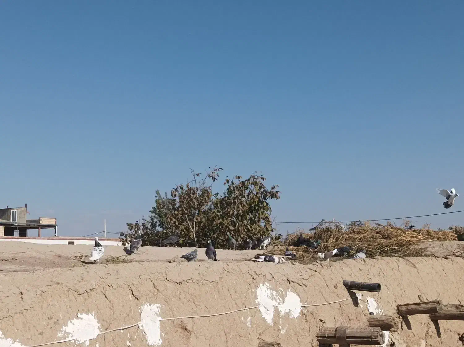 16عدد نر همه سر کله دار|پرنده|جوین, |دیوار