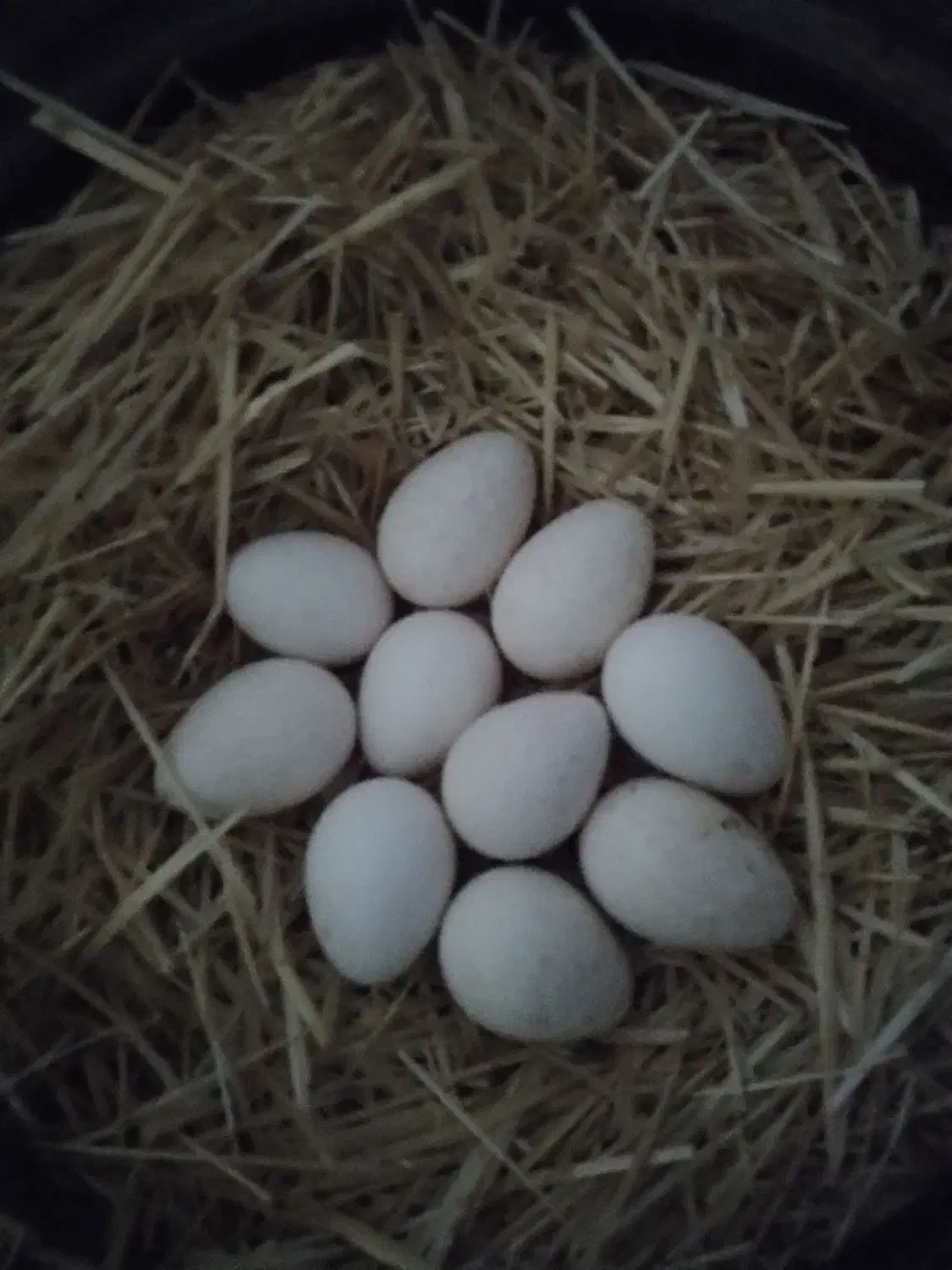 تخم بوغلمون نژاد بروبون|حیوانات مزرعه|کرمانشاه, |دیوار