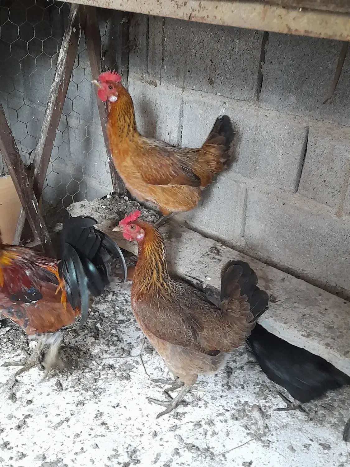 مرغ خروس و تشنو لری|حیوانات مزرعه|گرگان, |دیوار