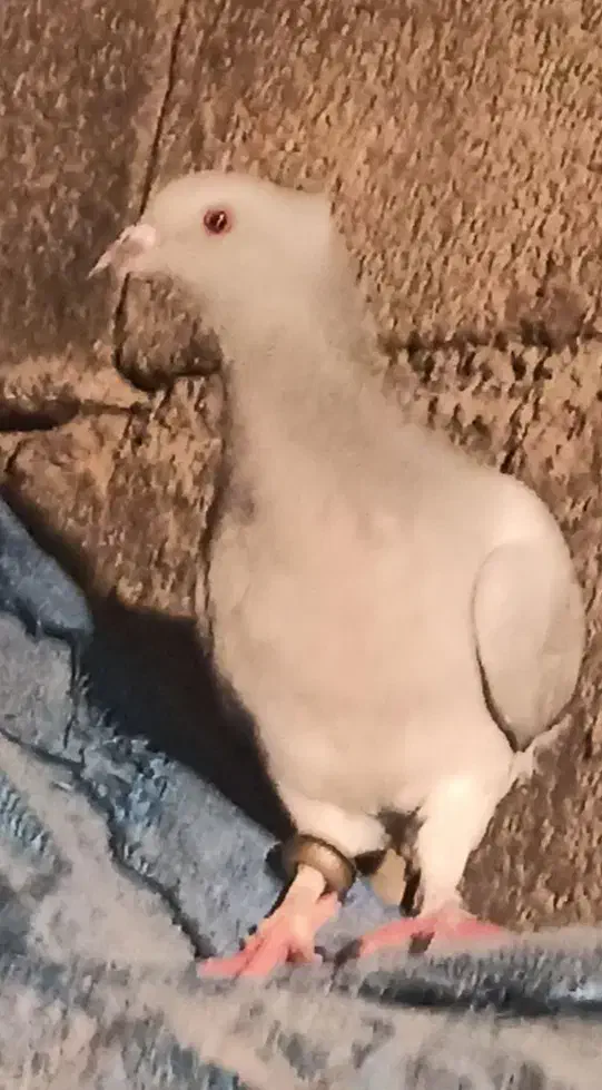 کبوتر|پرنده|دهدشت, |دیوار