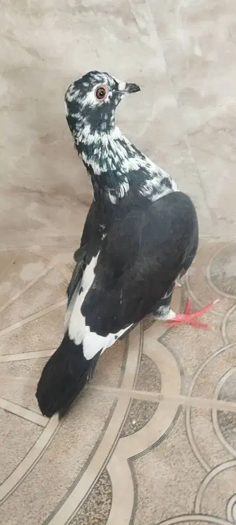 کبوتر ماده|پرنده|خاش, |دیوار