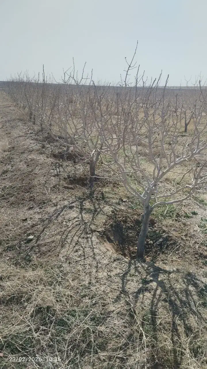 باغ پسته|فروش زمین و ملک کلنگی|تربتحیدریه, پائین ولایت|دیوار