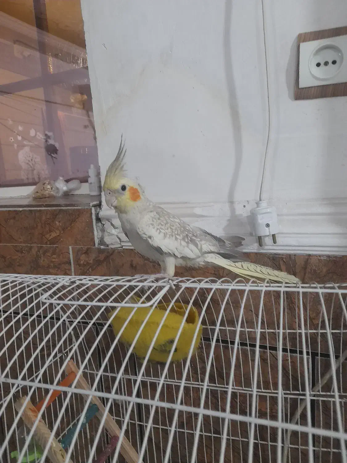 عروس هلندی گمشده|حیوانات|اندیمشک, |دیوار