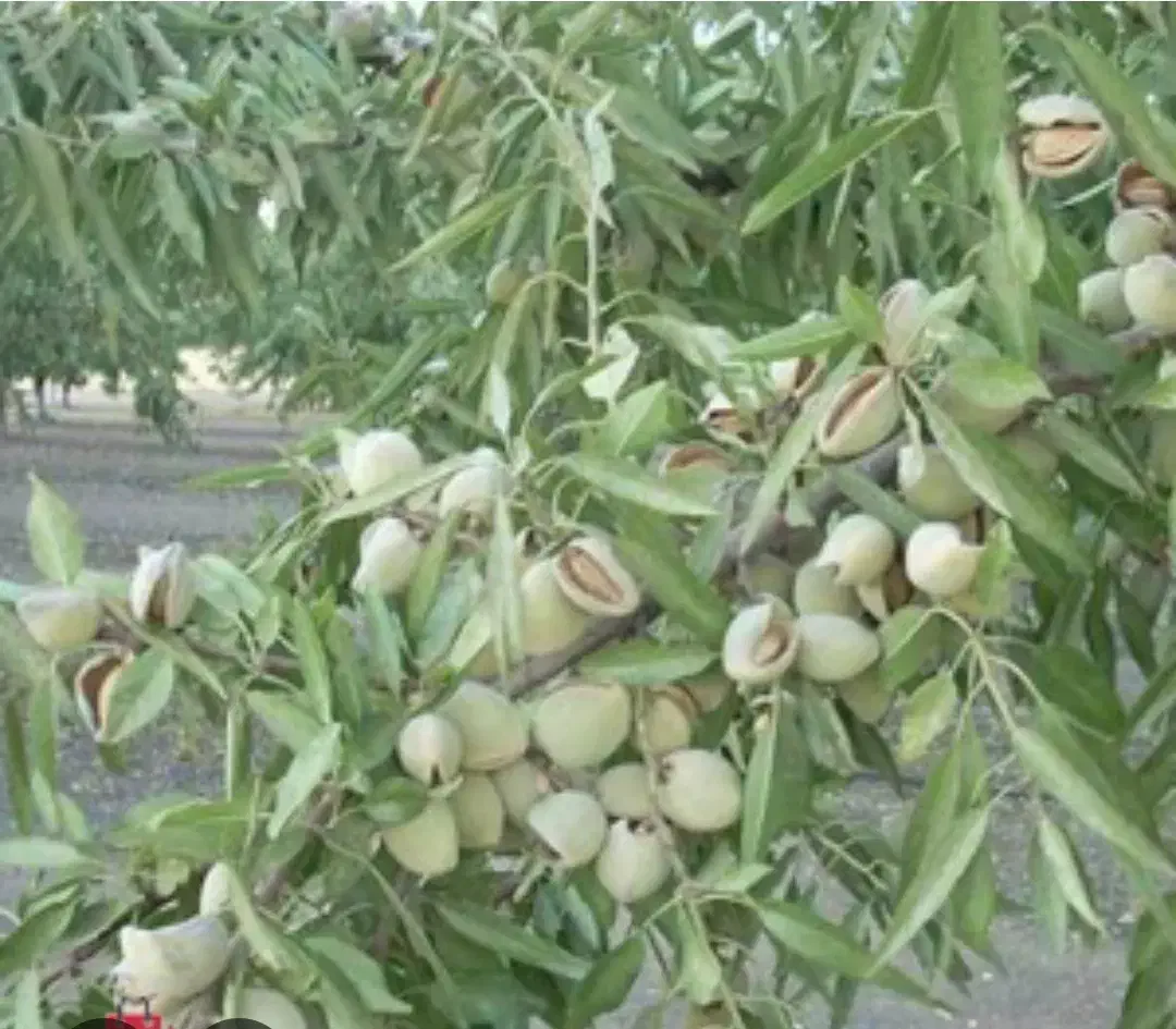 باغ بادام|فروش زمین و ملک کلنگی|زاینده رود, |دیوار