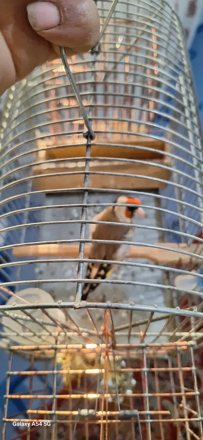 سهر کهنه|پرنده|بروجرد, |دیوار