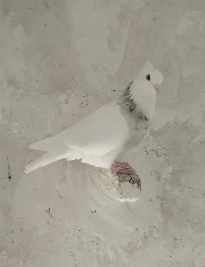 معاوضه با (کفترطوق شازده ماده هست)|ساعت|مرودشت, دولت آباد|دیوار