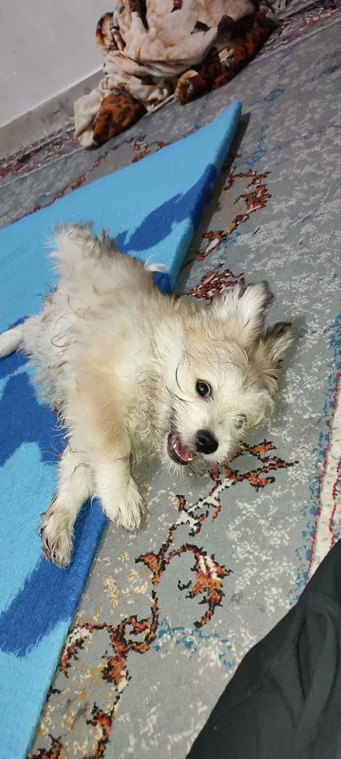 سگ شیتزو|سگ|پیر سلیمان, |دیوار