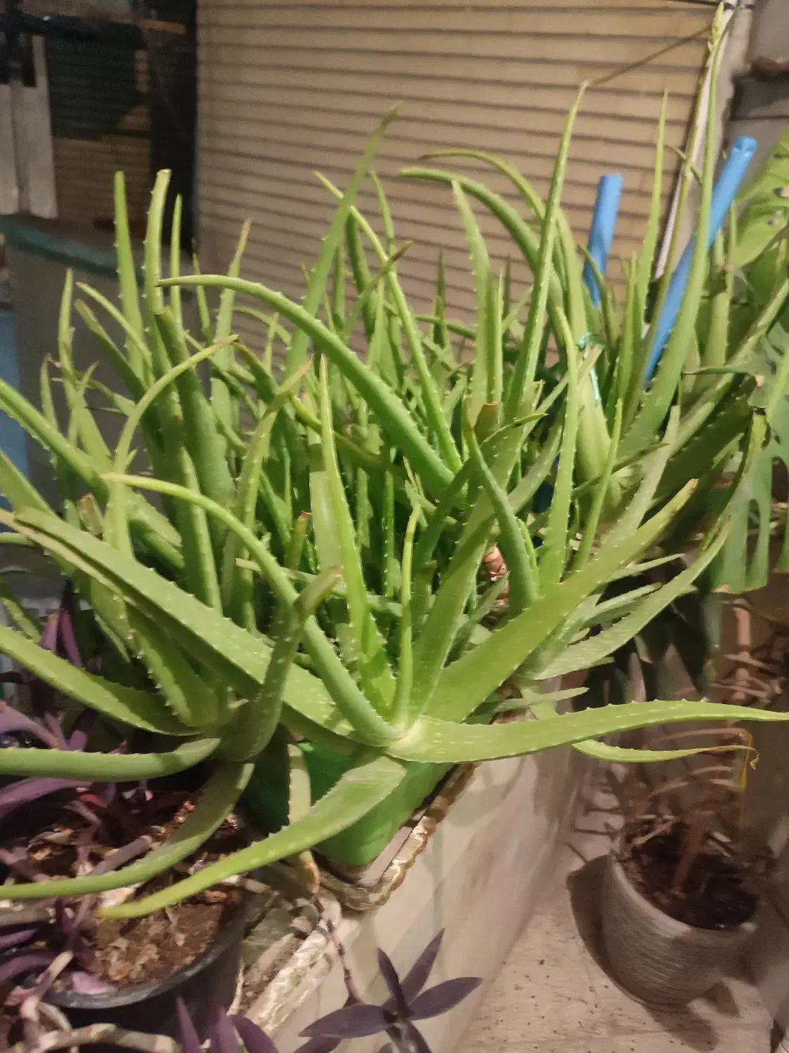 گل آلورا|گل و گیاه طبیعی|تهران, سلسبیل جنوبی|دیوار