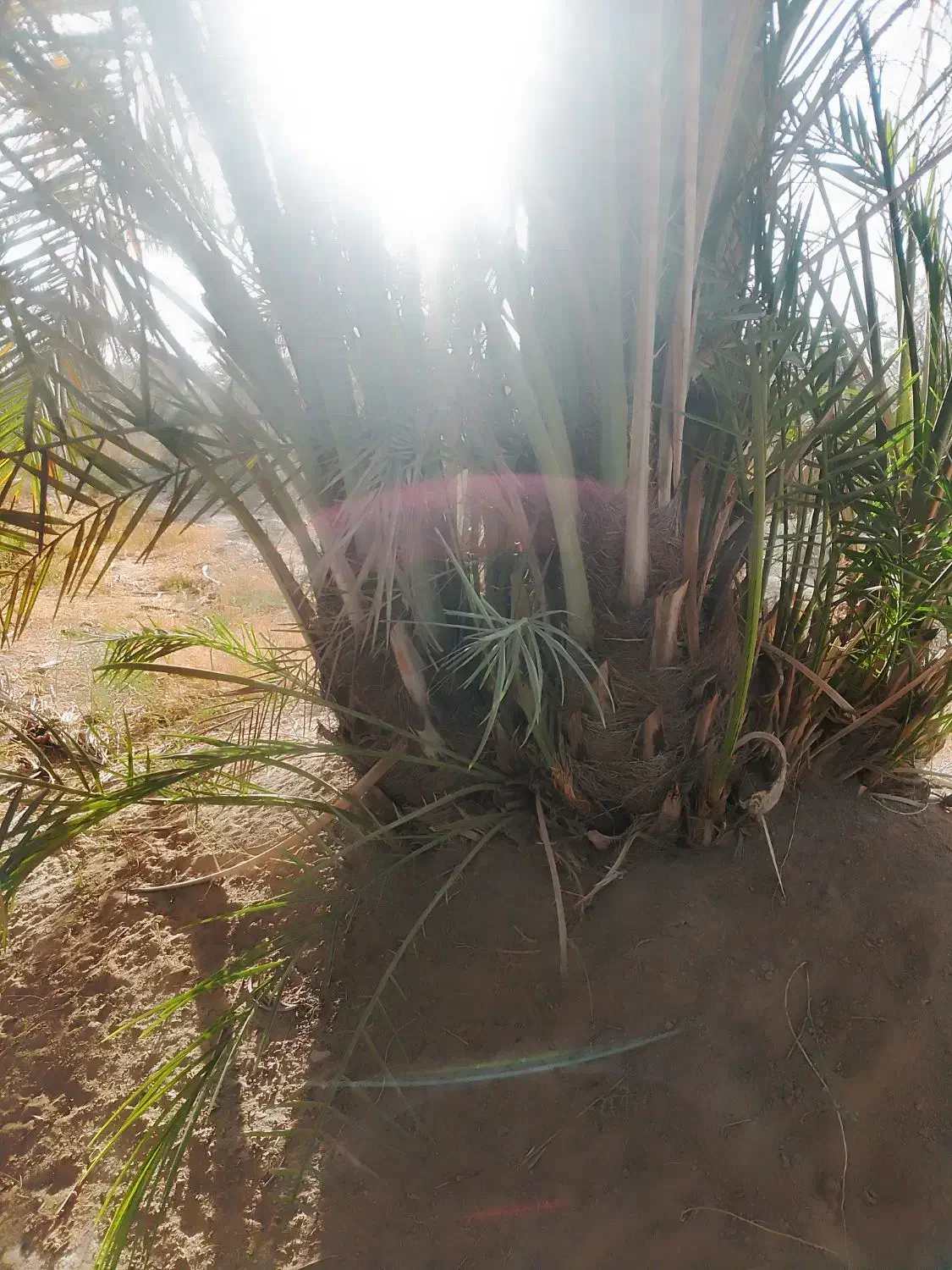 پاجوش نخل|گل و گیاه طبیعی|شادگان, |دیوار