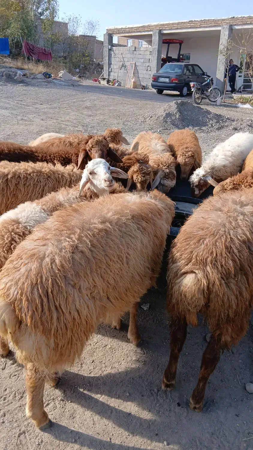 گوسفند|حیوانات مزرعه|مشگین شهر, |دیوار