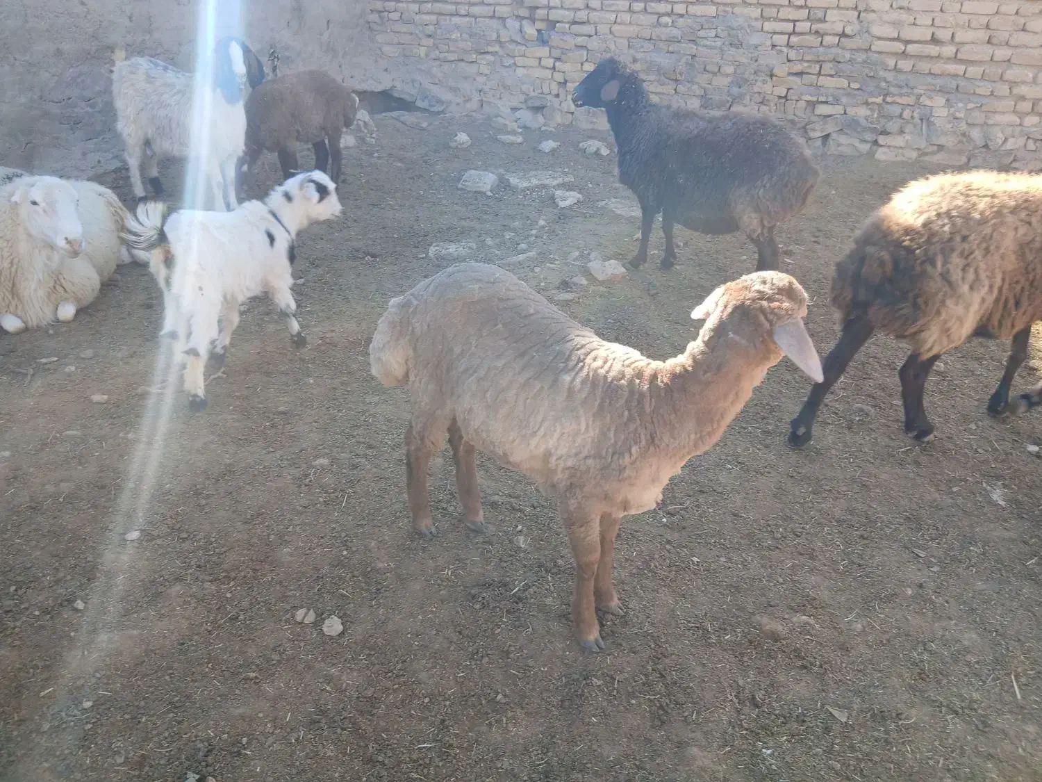 ۳تابزغاله۱۰م دانه۳۵۰۰بره چاق موجوده قصابی پذیرفته|حیوانات مزرعه|بجنورد, |دیوار
