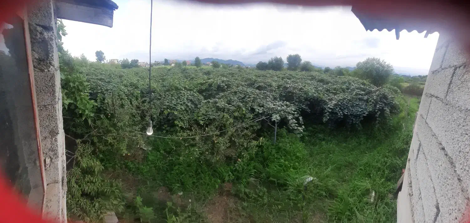 اجاره دادن باغ کیوی|اجارهٔ دفتر صنعتی، کشاورزی، تجاری|آستارا, |دیوار