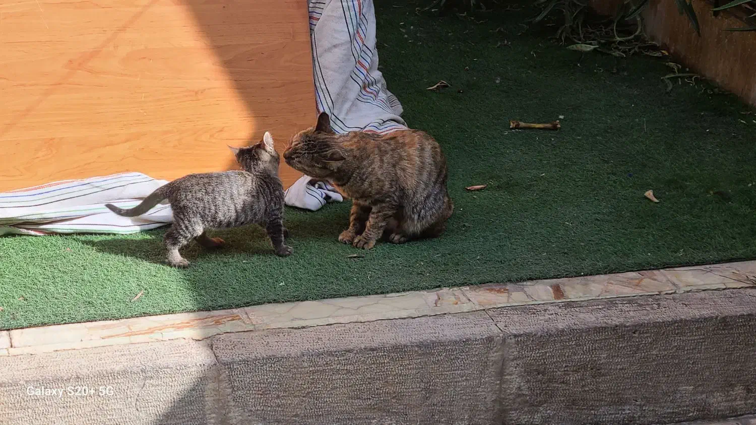 بچه گربه گم شده|حیوانات|شیراز, خلدبرین|دیوار