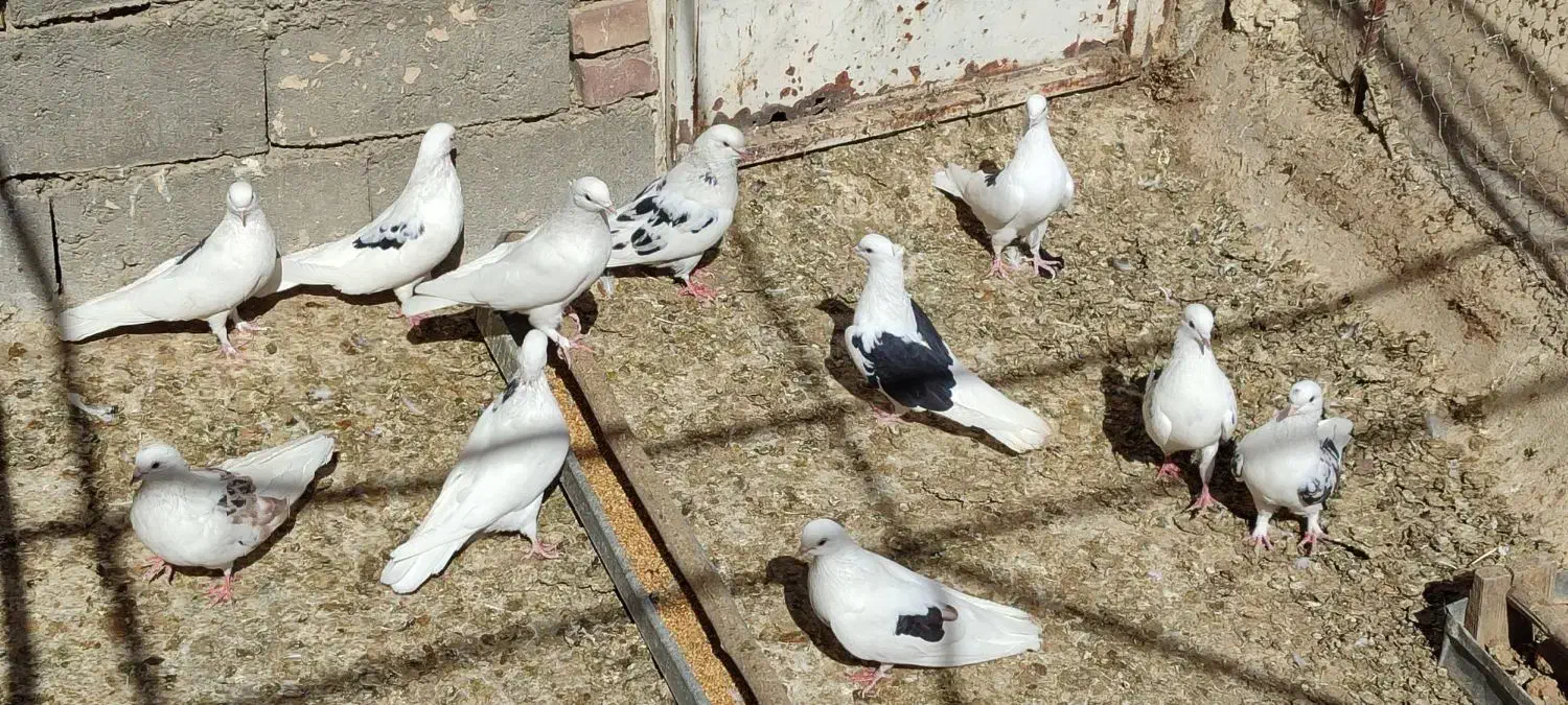 کبوتر پرشی|پرنده|بوکان, |دیوار