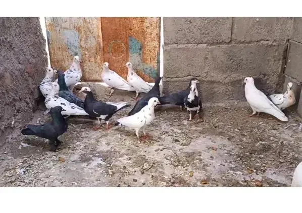 کفتر توافقی|پرنده|بهاباد, |دیوار