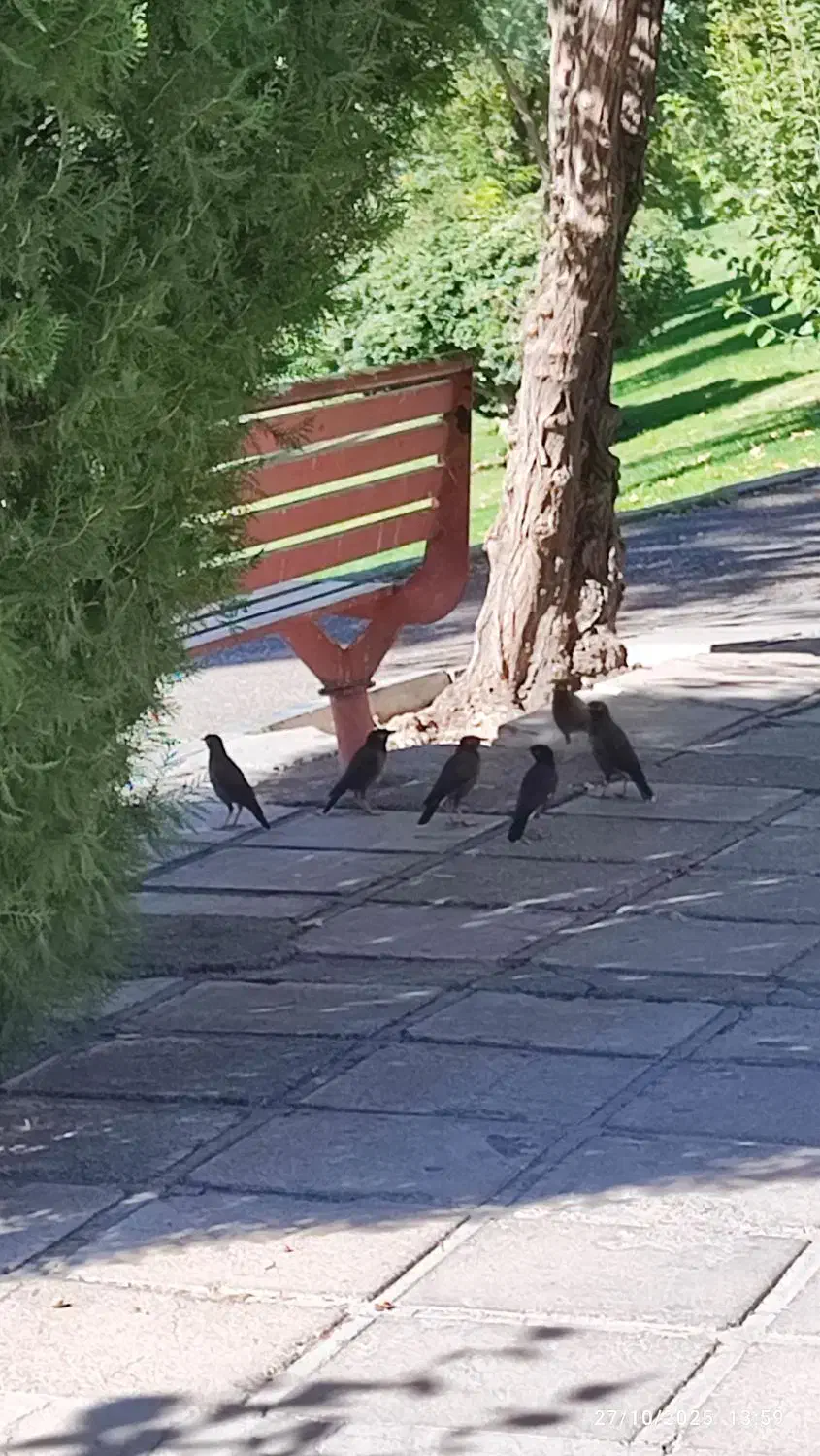 پول گم کردم|اشیا|قم, باجک یک|دیوار