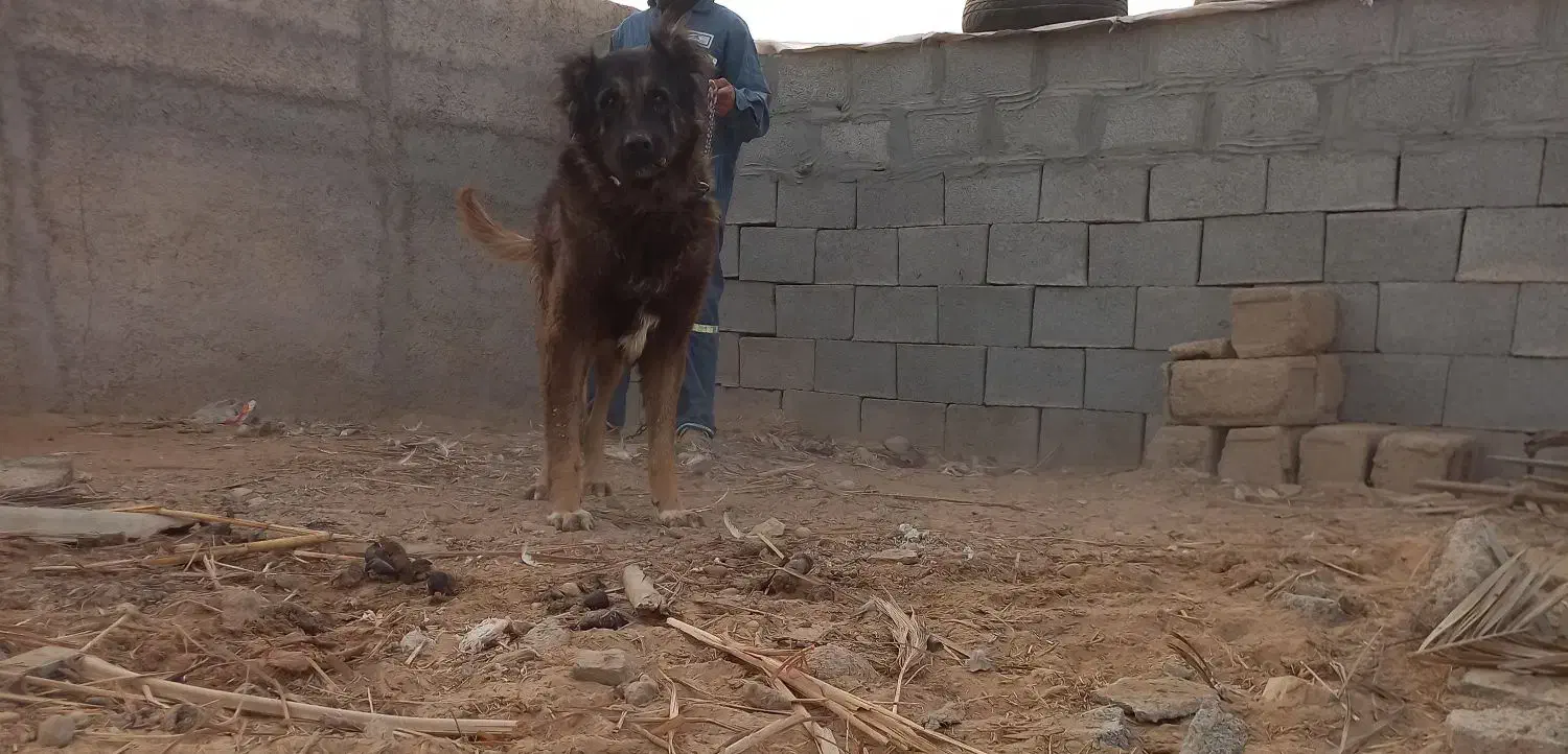 سگ قدرجونی درشت هیکل|سگ|رامشیر, |دیوار