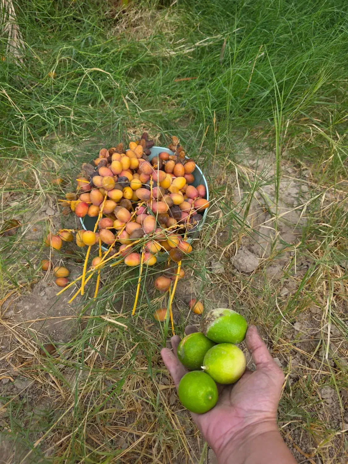 خونه باغ|فروش خانه و ویلا|چغادک, |دیوار