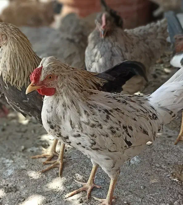 مرغ آیسبار فرانسوی ،گلین ،چهل تاج فروشی|حیوانات مزرعه|بدره, |دیوار