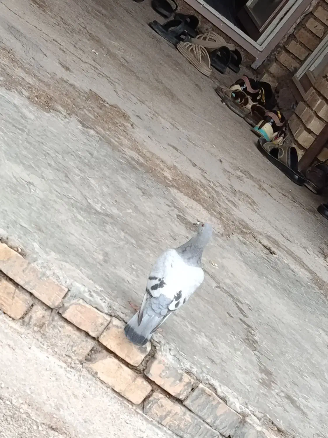 کبوتر|پرنده|دزفول, |دیوار