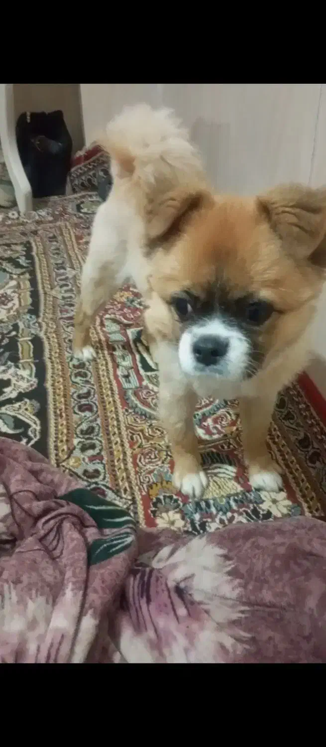 سگ پیکینز|سگ|مشهد, شهید بصیر|دیوار