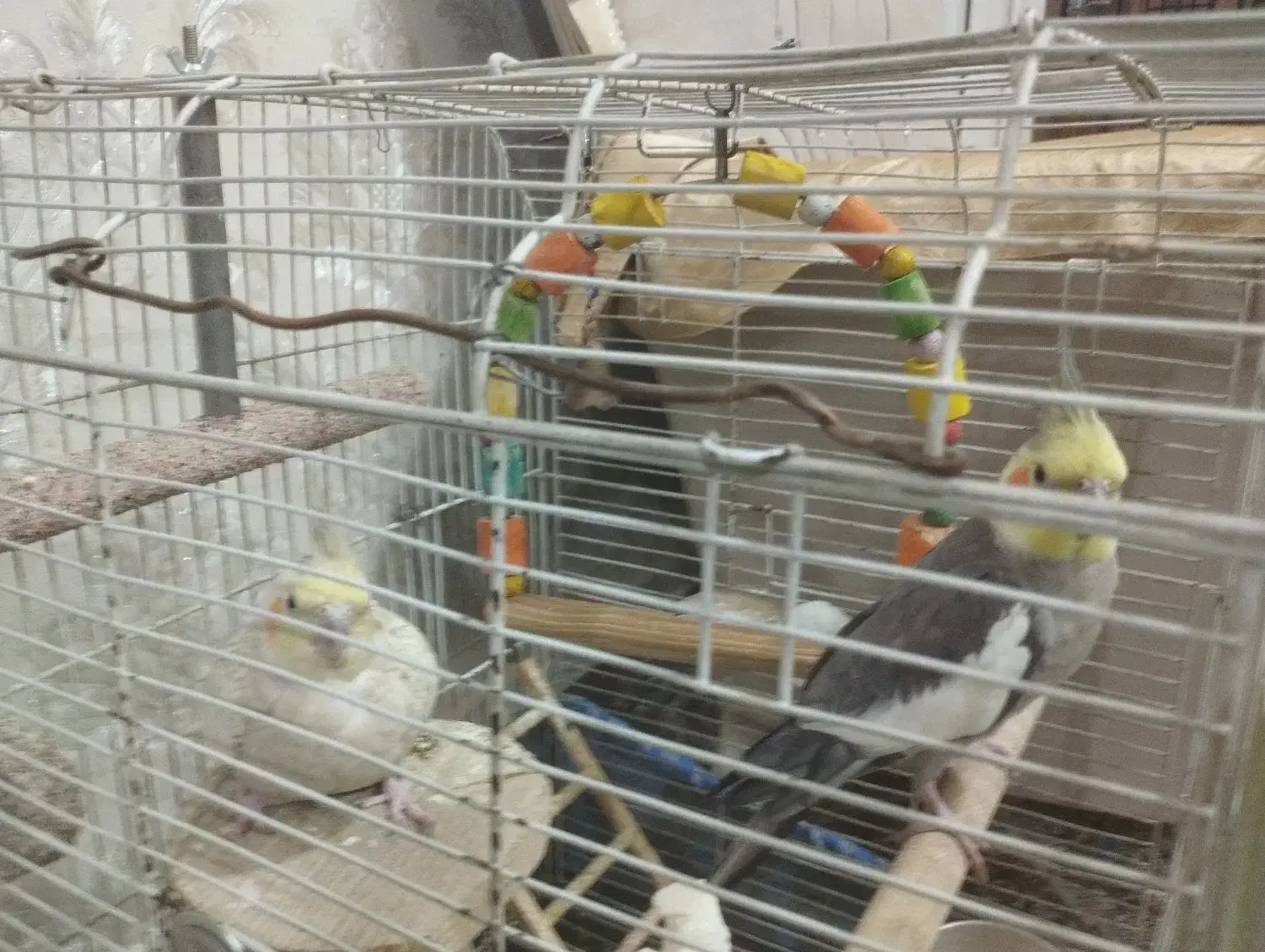 عروس هلندی جوان|پرنده|فشم, |دیوار