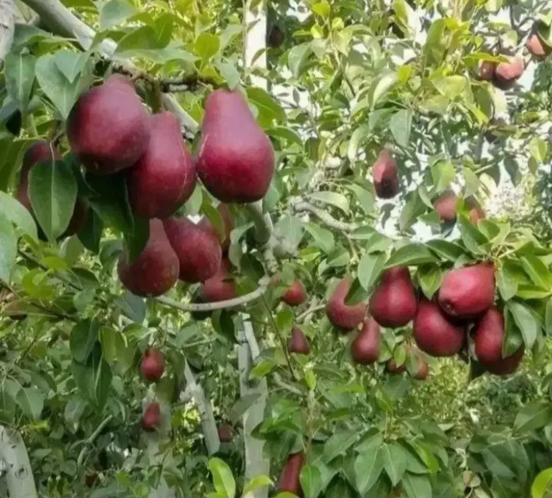 نهال برتر تخصص ماست|خدمات باغبانی و درختکاری|بندر گز, |دیوار