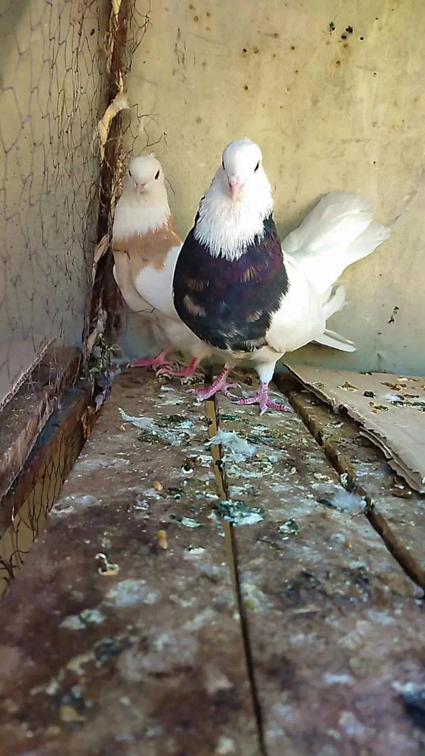 کبوتر طوقی|پرنده|دره شهر, |دیوار