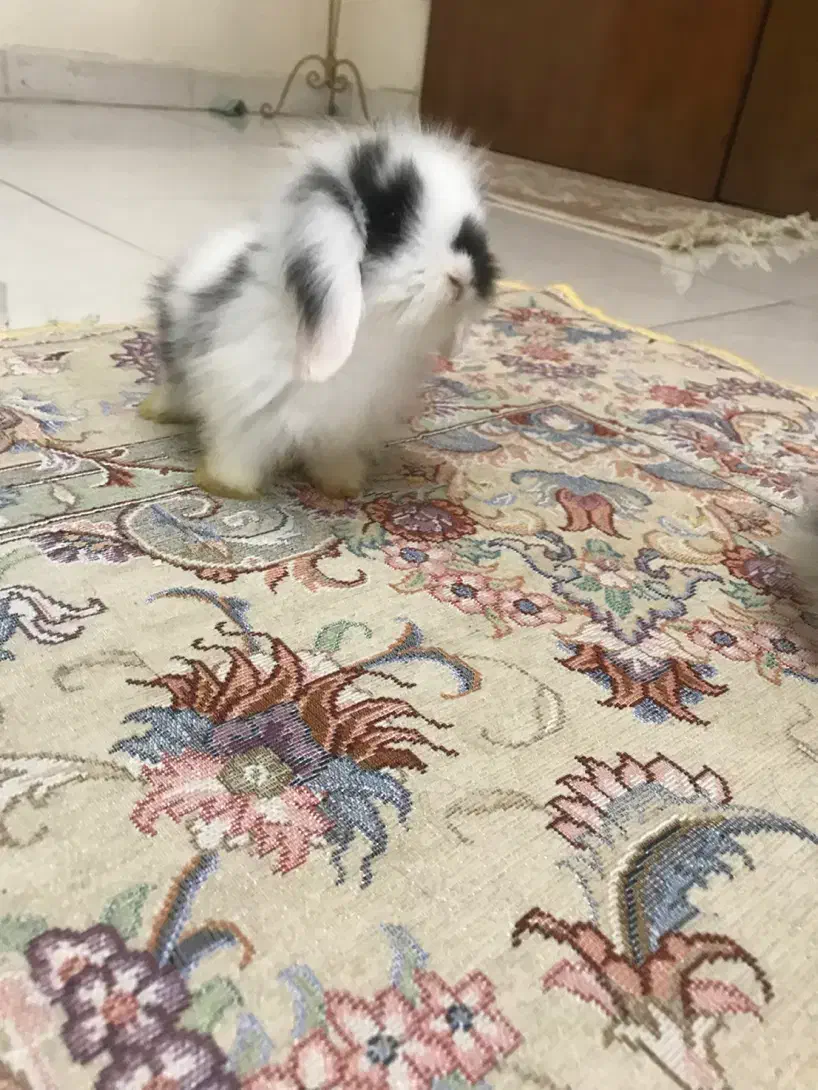 بچه خرگوش لوپ هلندی|موش و خرگوش|کرج, گوهردشت|دیوار