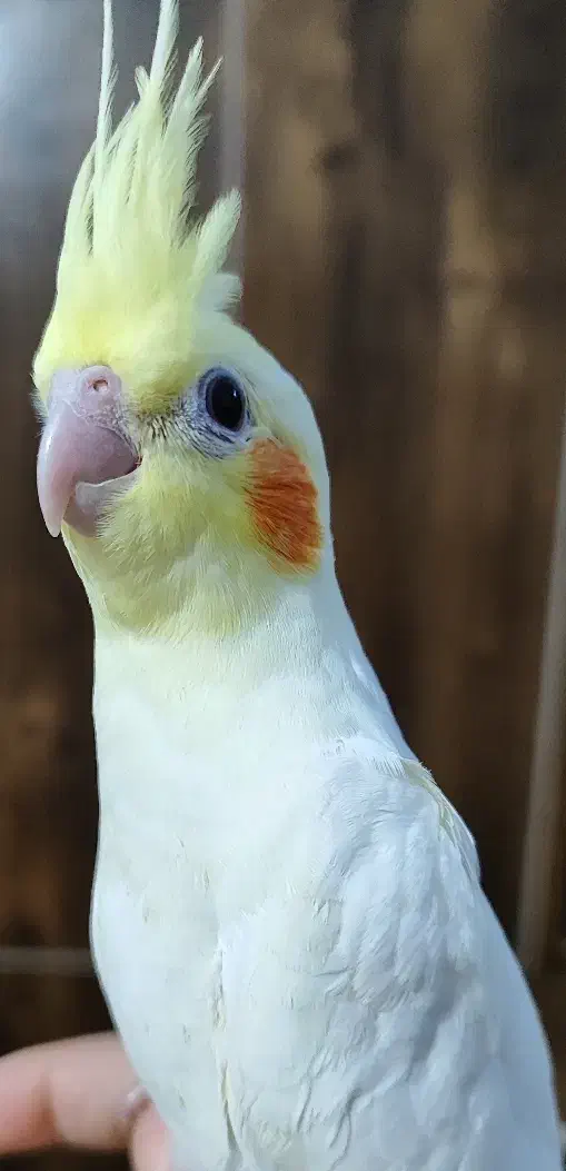 جوجه عروس هلندی|پرنده|باوی, |دیوار