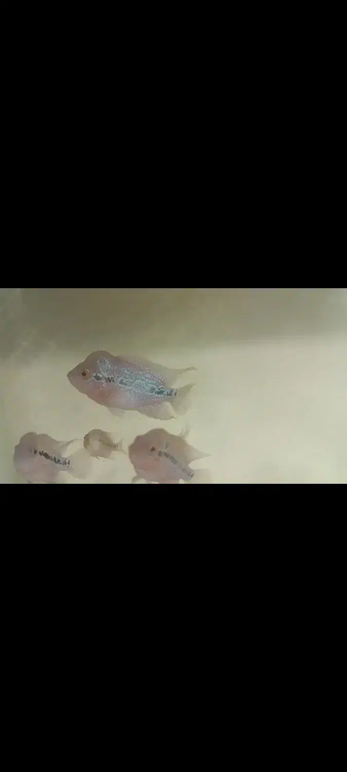 ماهی فلاور هورن تعداد زیاد 20هزار الی 300هزار|ماهی|مشهد, رسالت|دیوار