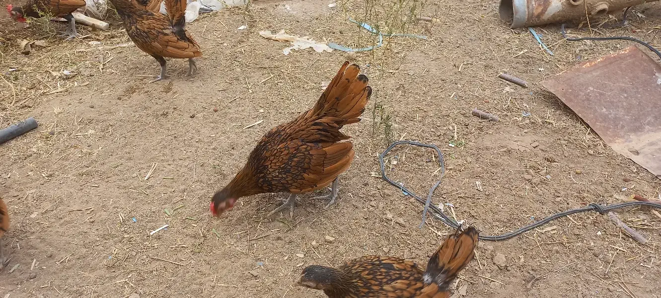 جوجه سبرایت گلد|حیوانات مزرعه|کاشان, کارگر|دیوار