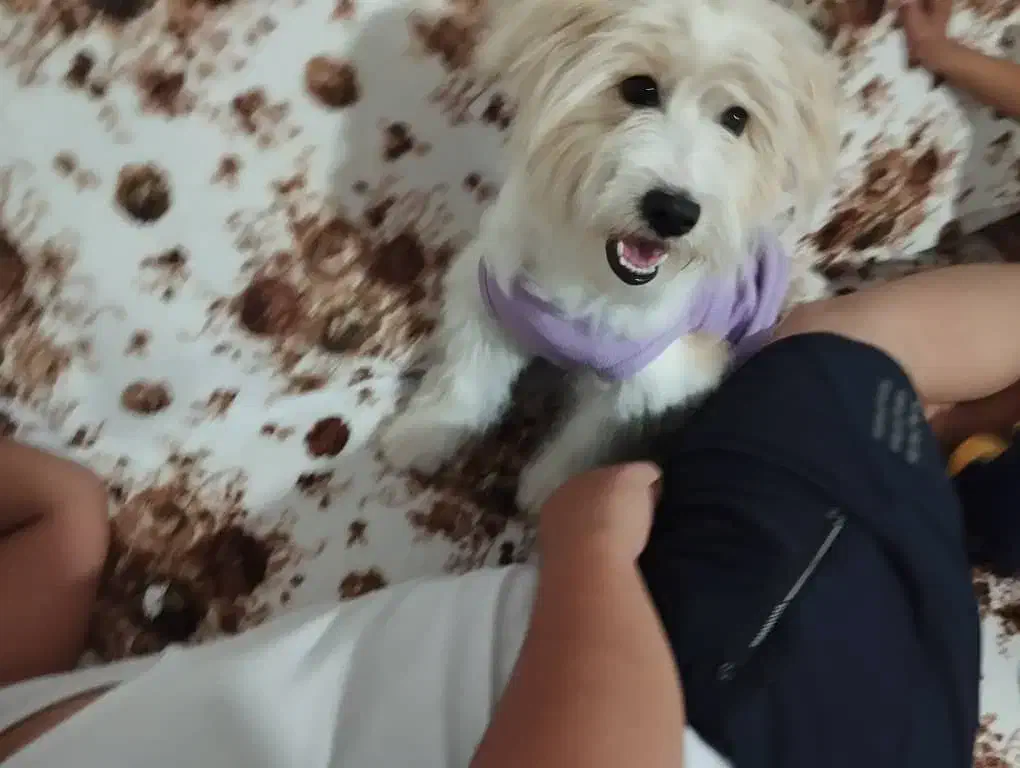 سگ خانگی شیتزو اصل|سگ|ارومیه, |دیوار