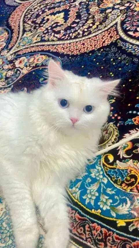 گربه خانگی|گربه|ایرانشهر, |دیوار