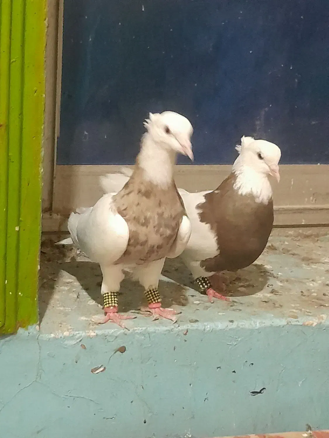 ستا طوقی خوب|پرنده|برازجان, |دیوار