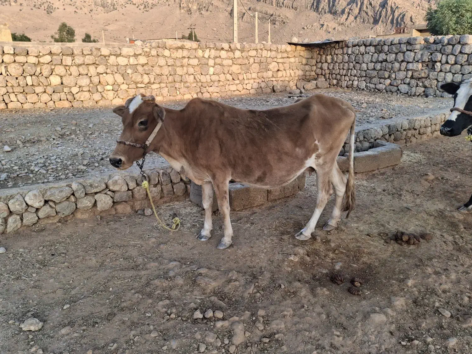گاو وگوساله|حیوانات مزرعه|ایذه, |دیوار
