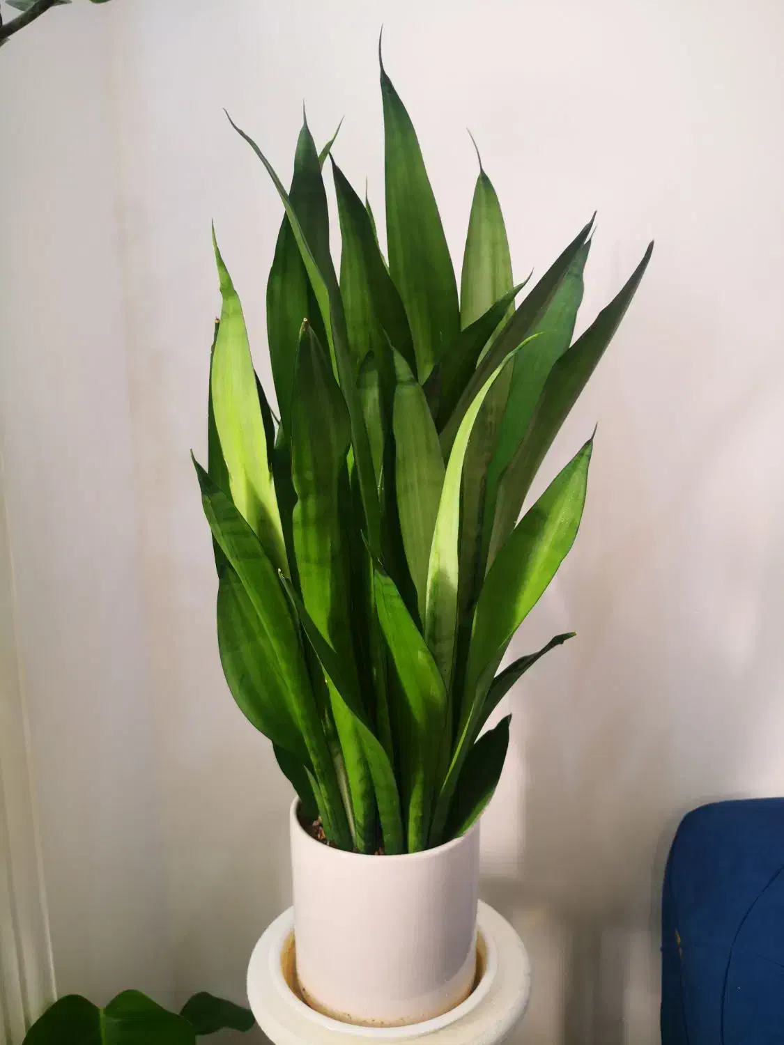 سانسوریا مهتابی حدودا 7 غلاف|گل و گیاه طبیعی|قم, انسجام|دیوار