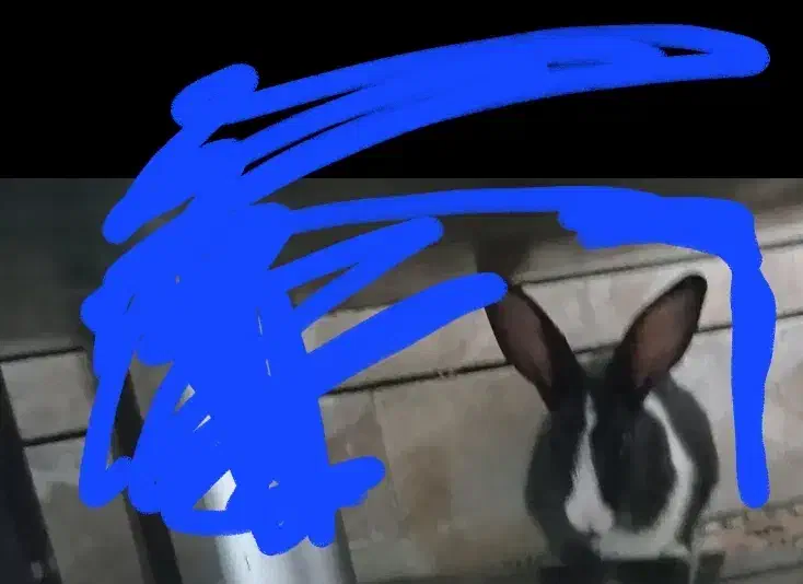 خرگوش .بازیگوش و اهلی|موش و خرگوش|اهواز, کوی فرهنگیان ۲|دیوار