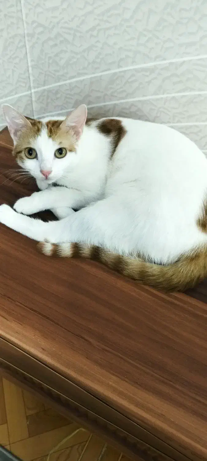 گربه رایگان|گربه|رشت, حمیدیان|دیوار