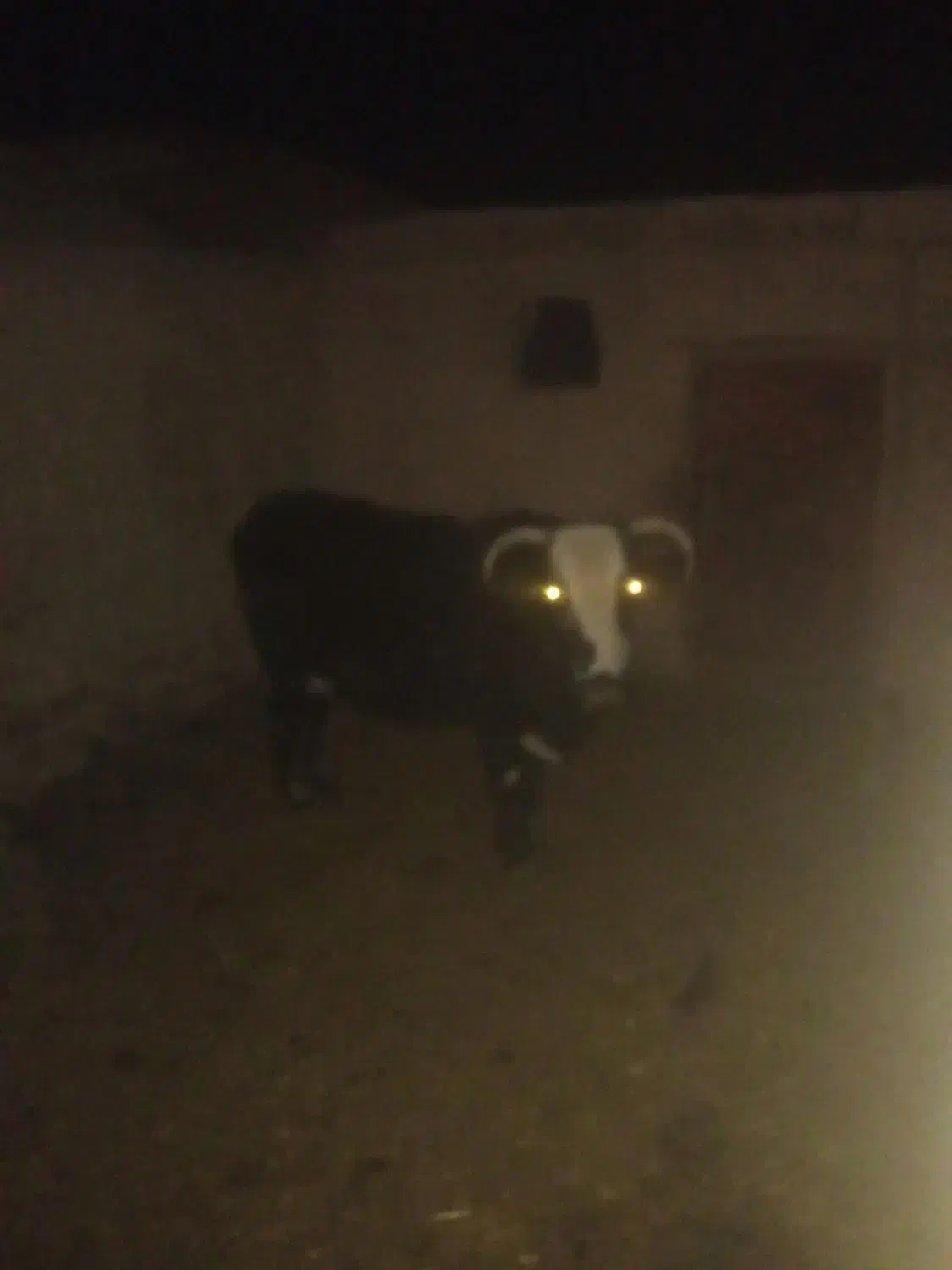 گاو|حیوانات مزرعه|گزیک, |دیوار