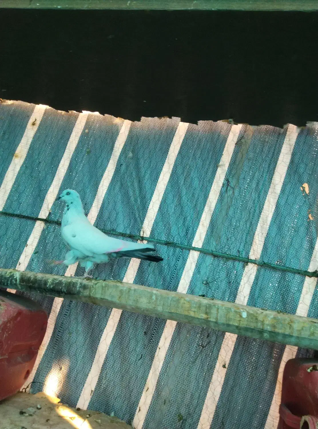 دوتا کفتر ۳۵۰|پرنده|اشتهارد, |دیوار