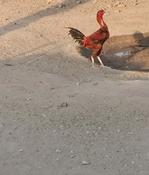 خروس|حیوانات مزرعه|تخت, |دیوار