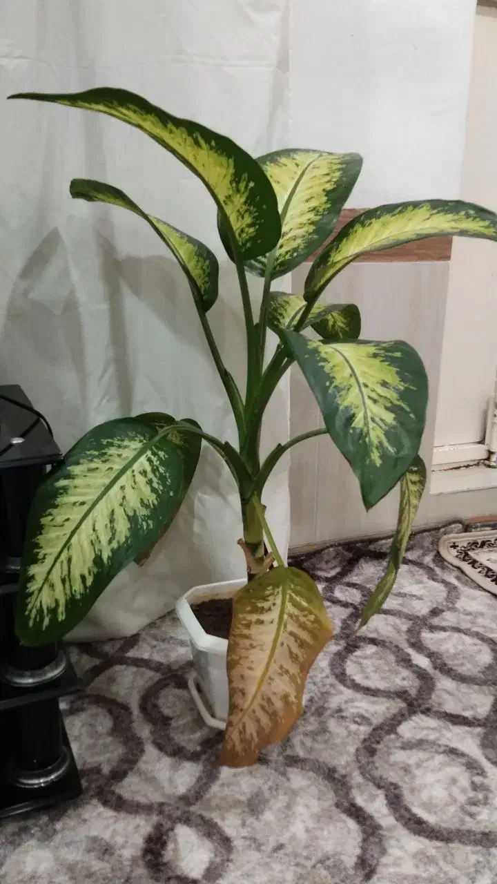 دو تا گل|گل و گیاه طبیعی|بانه, |دیوار