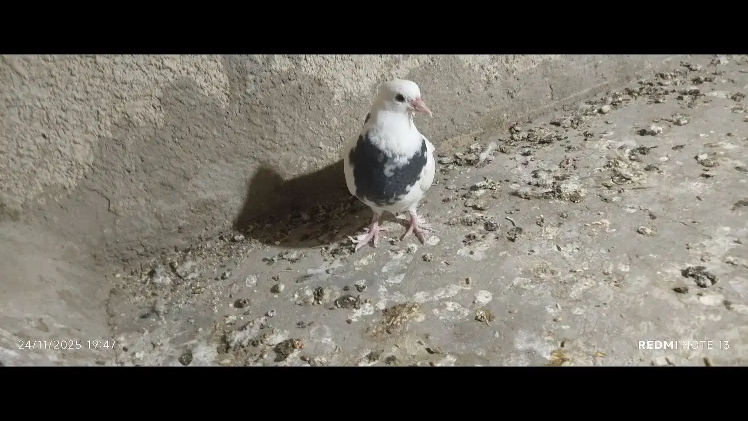 جوجه طوقی کاکل معاوضه با مرغ|پرنده|سراوان, |دیوار