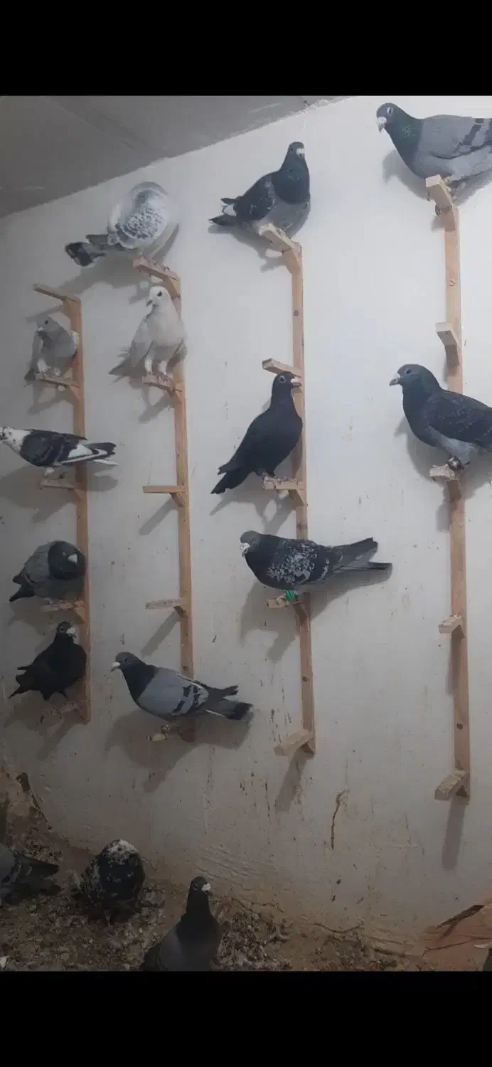 دسته ۲۰ تایی|پرنده|قائن, |دیوار