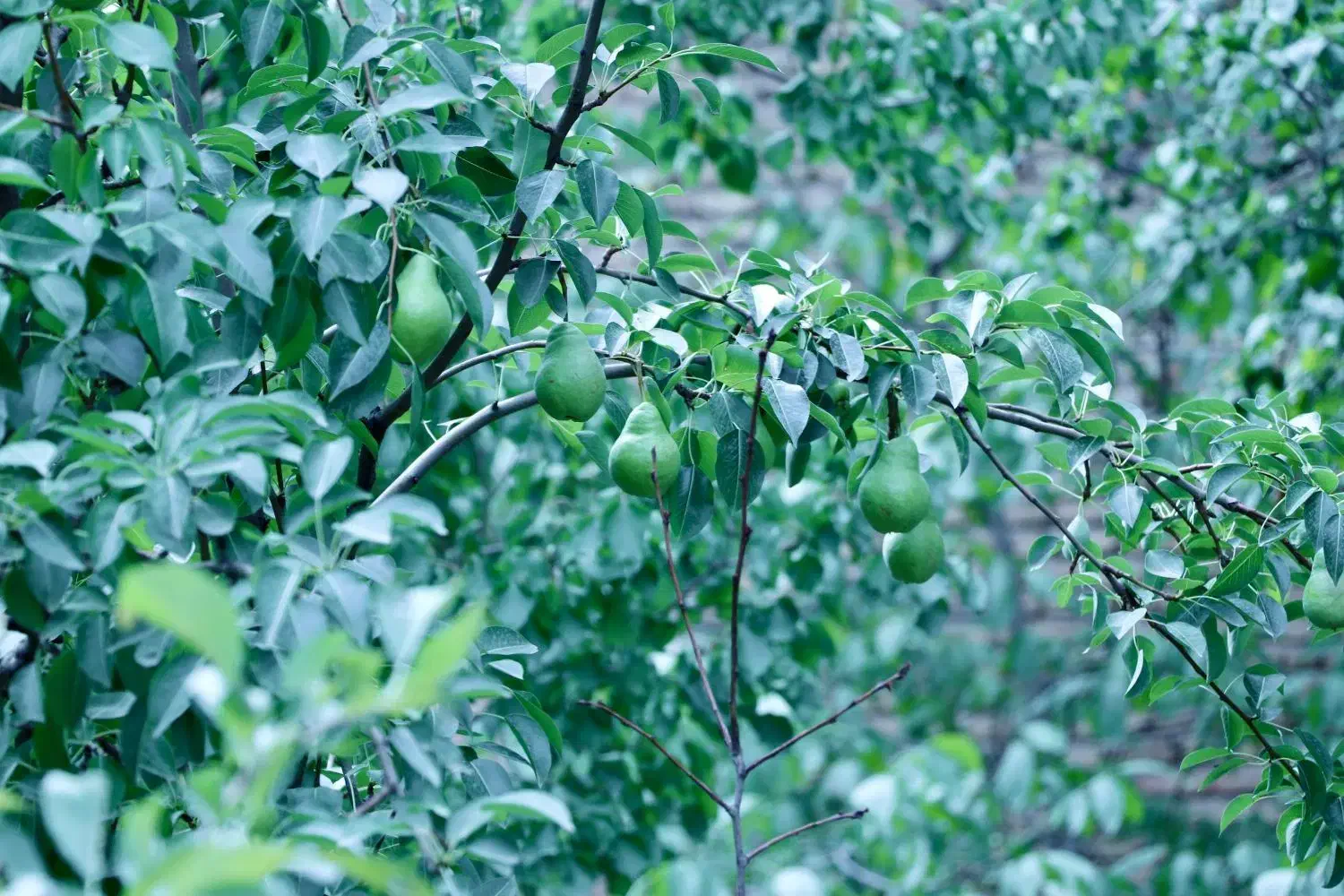 خانه باغ سنددار ۱۱۰۰ متری در روستای امن جاده چالوس|فروش خانه و ویلا|آسارا, |دیوار