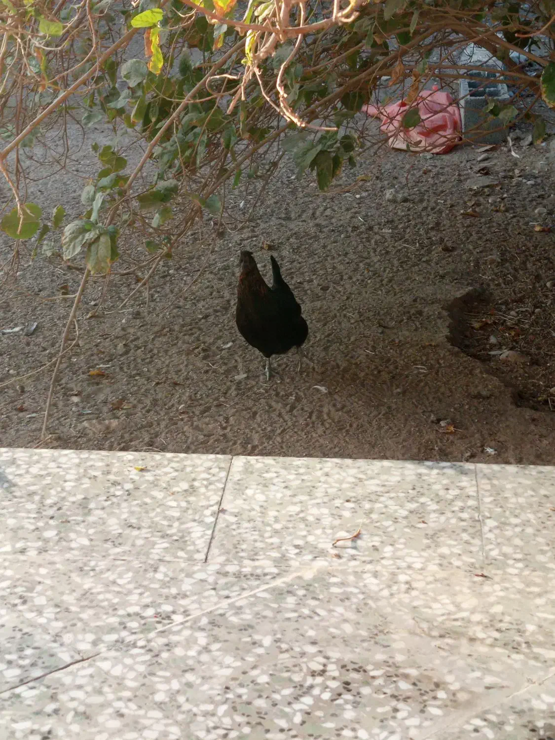 مرغ وخروس پاکوتاه|حیوانات مزرعه|بندرعباس, |دیوار