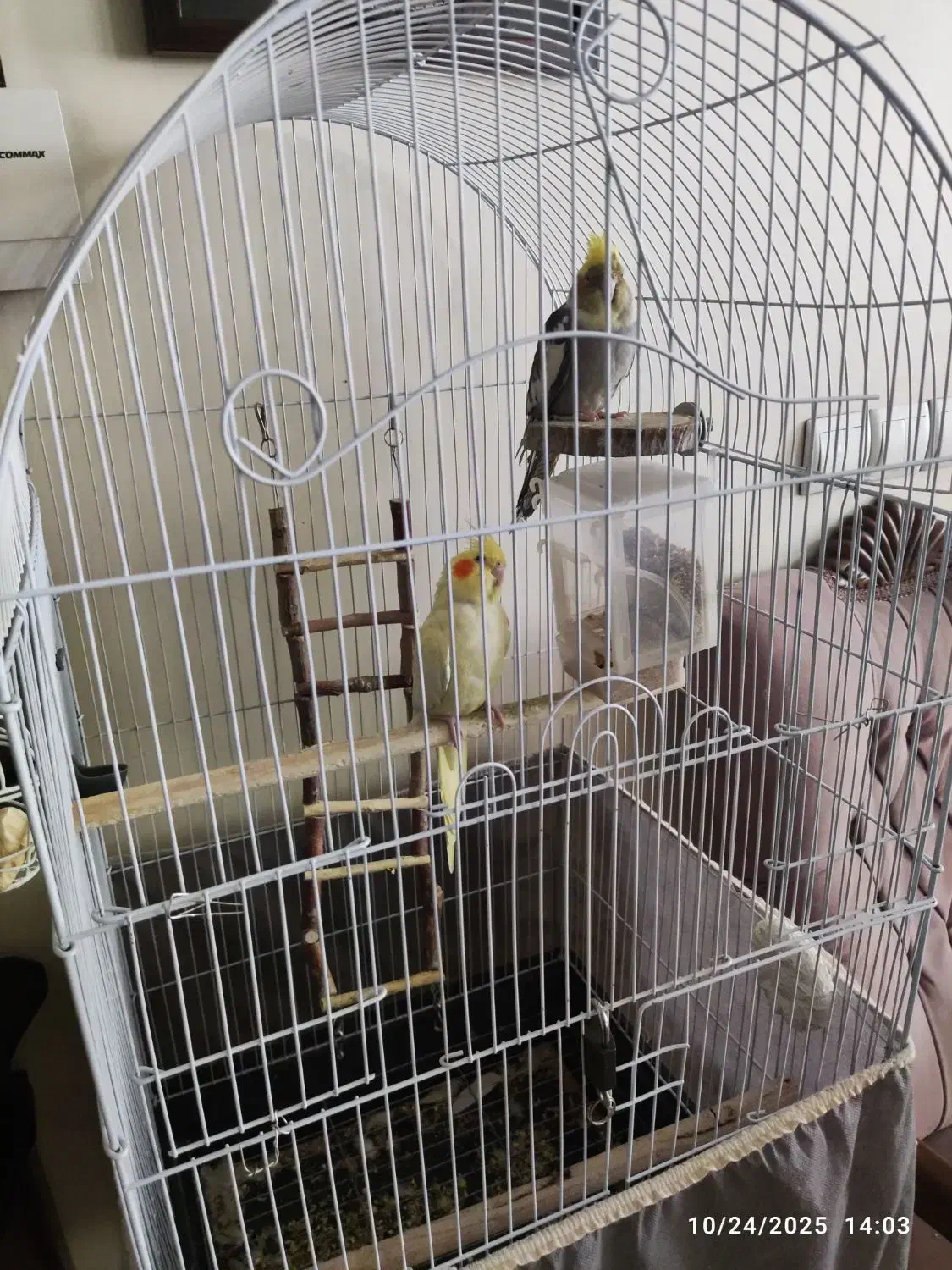 عروس هلندی جفت|پرنده|تهران, حبیب الله|دیوار