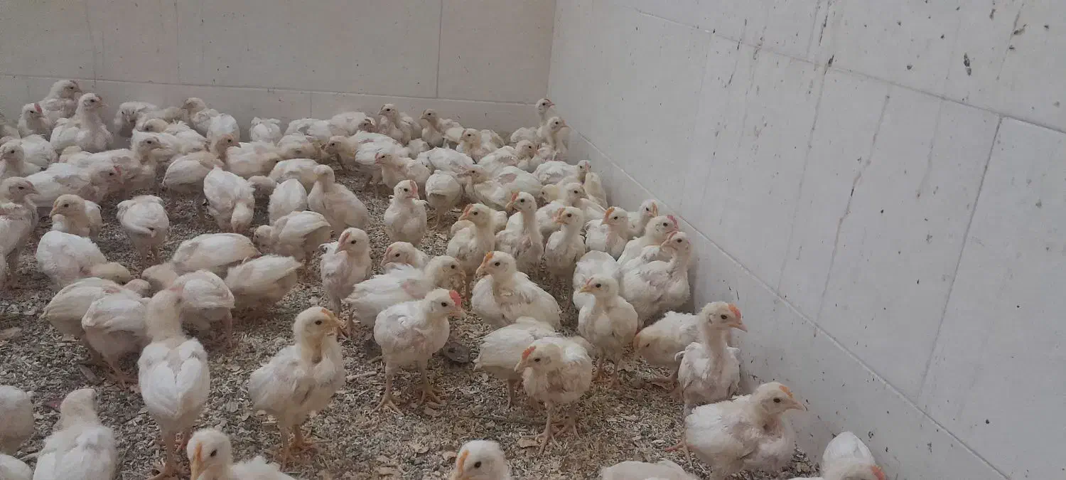 جوجه خروس ۲ ماهه|حیوانات مزرعه|اردکان, |دیوار